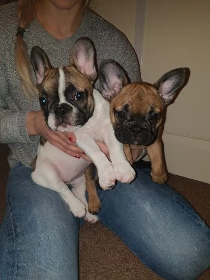 cucciolata bouledogue francese fulvi e bianco fulvi  | Foto 1