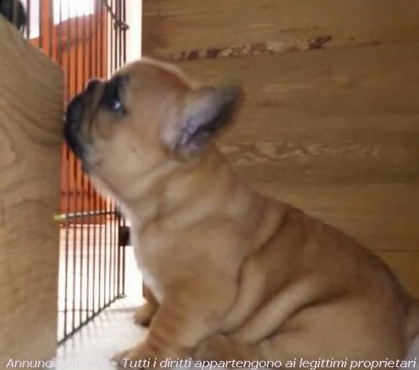 cucciolata bouledogue francese fulvi e bianco fulvi  | Foto 0