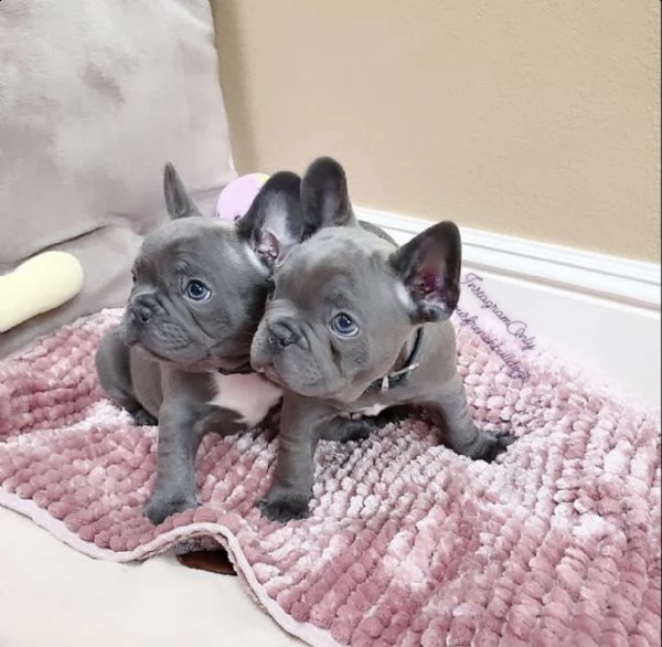 meravigliosi cuccioli di bulldog francese | Foto 2