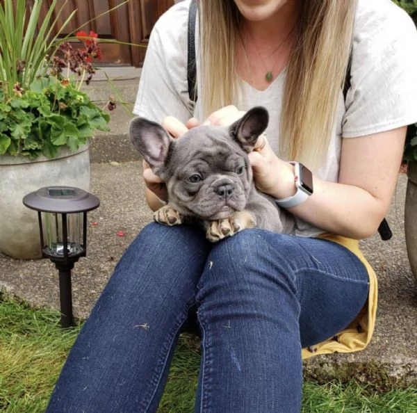 meravigliosi cuccioli di bulldog francese | Foto 1