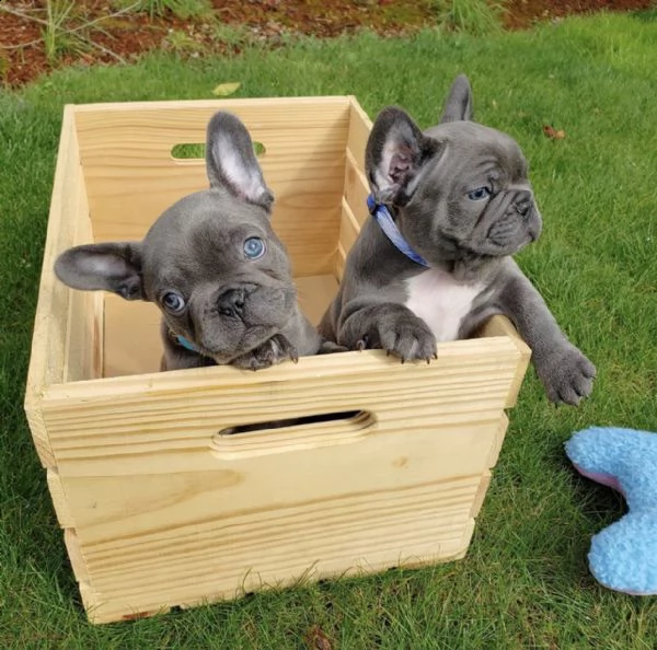 meravigliosi cuccioli di bulldog francese | Foto 0