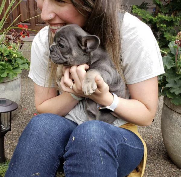 meravigliosi cuccioli di bulldog francese