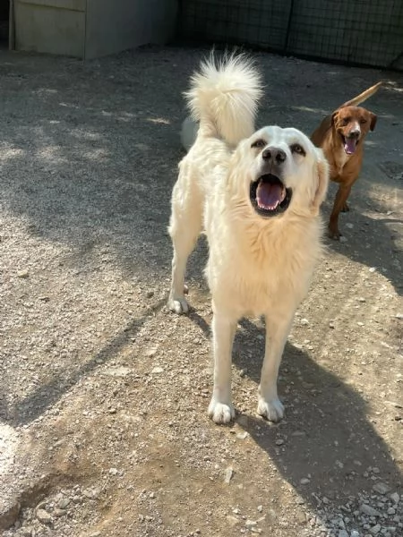 OSLO E LUCKY DOLCI FRATELLINI | Foto 3