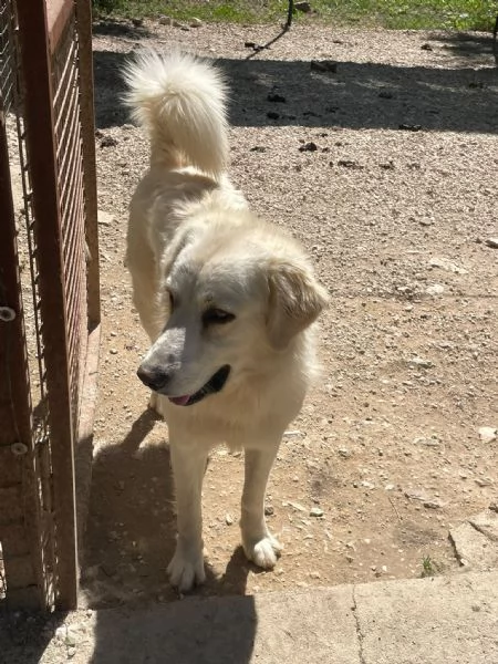 OSLO E LUCKY DOLCI FRATELLINI | Foto 0
