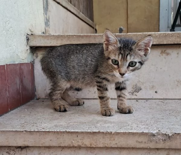 IL PICCOLO E DOLCE NEMO | Foto 0