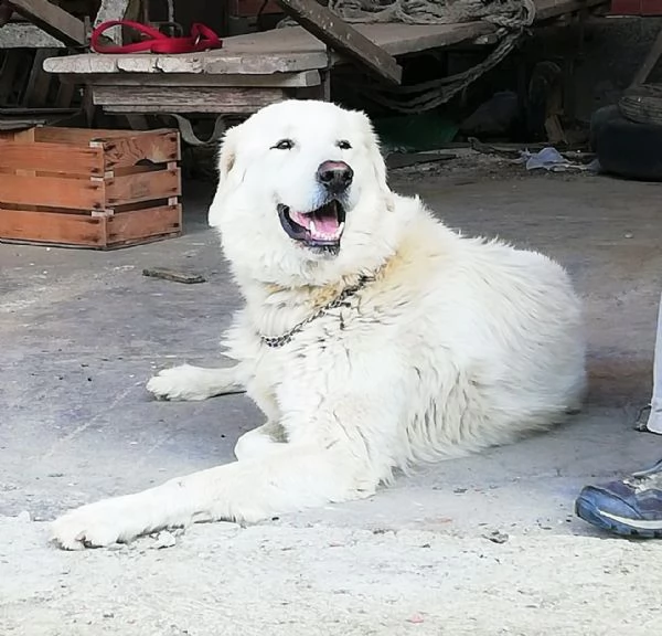 orso mix p. maremmano vellutato, leonino, complicato e intrigante