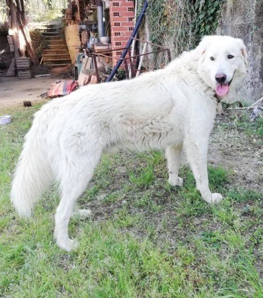 orso mix p maremmano vellutato leonino complicato e intrigante | Foto 6