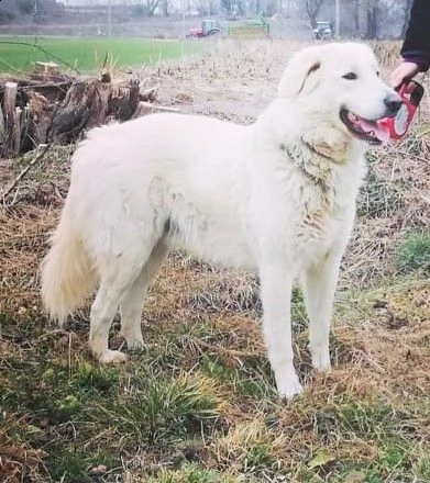 orso mix p. maremmano vellutato, leonino, complicato e intrigante | Foto 5