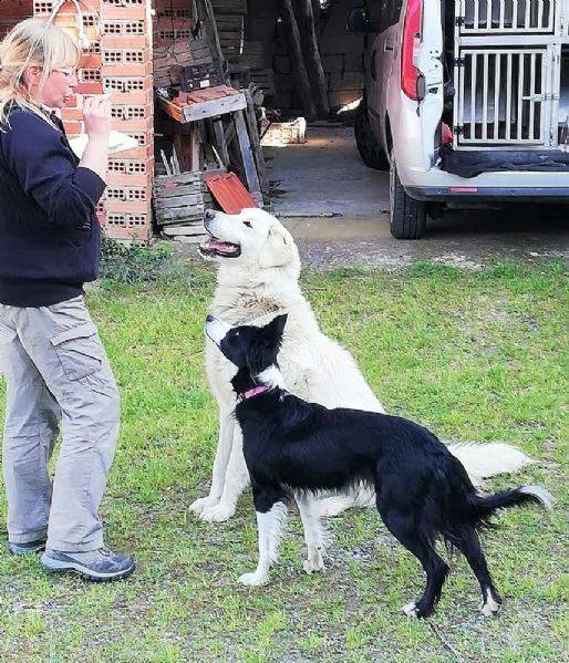 orso mix p. maremmano vellutato, leonino, complicato e intrigante | Foto 4