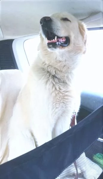 orso mix p. maremmano vellutato, leonino, complicato e intrigante | Foto 3