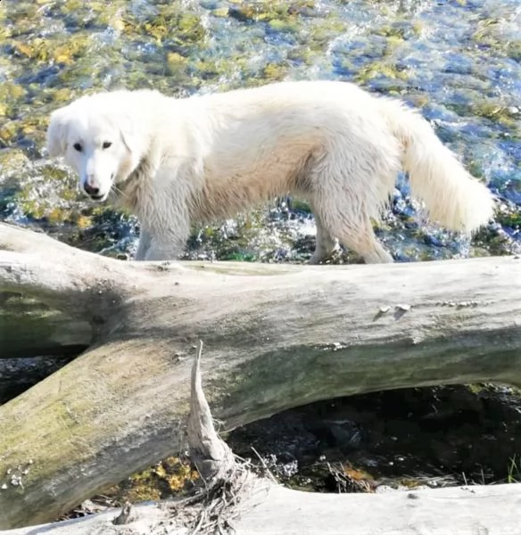 orso mix p. maremmano vellutato, leonino, complicato e intrigante | Foto 2