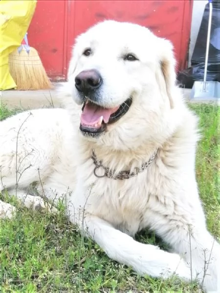 orso mix p. maremmano vellutato, leonino, complicato e intrigante | Foto 1