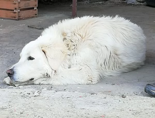 orso mix p maremmano vellutato leonino complicato e intrigante | Foto 0