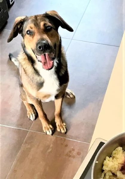 torino: geco, cucciolone totalmente speciale | Foto 2