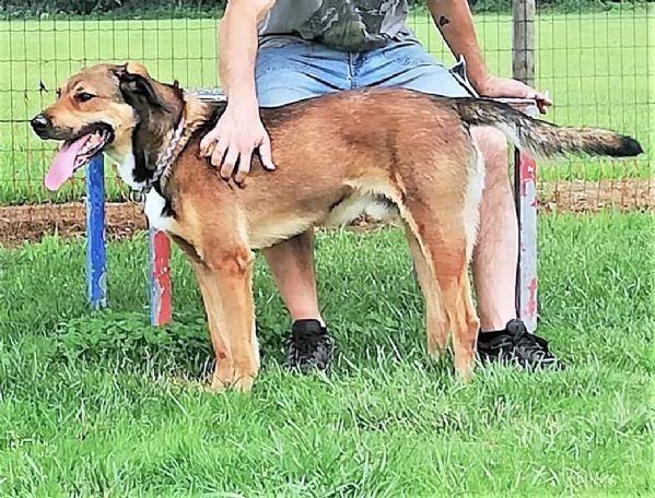 torino: geco, cucciolone totalmente speciale | Foto 0