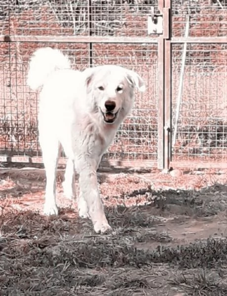 po - regale, bianco e giovane pastore maremmano cerca casa | Foto 1