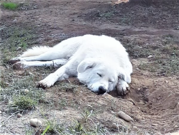 po - regale, bianco e giovane pastore maremmano cerca casa | Foto 0