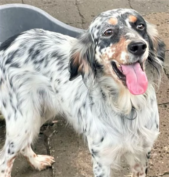 imma setter inglese tricolore, giovane e deliziosa