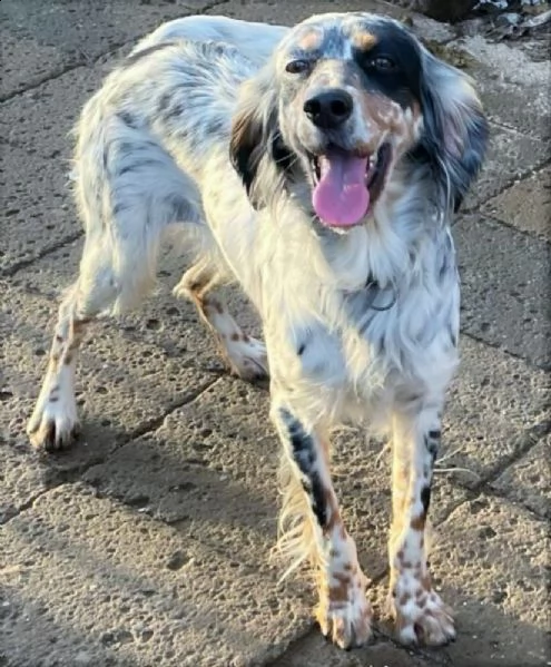 imma setter inglese tricolore, giovane e deliziosa | Foto 2
