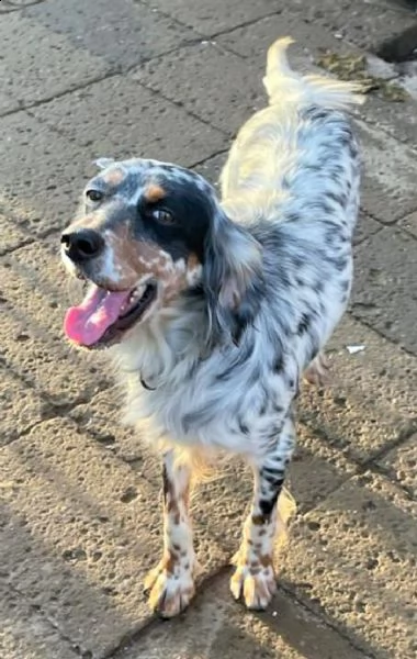 imma setter inglese tricolore, giovane e deliziosa | Foto 1