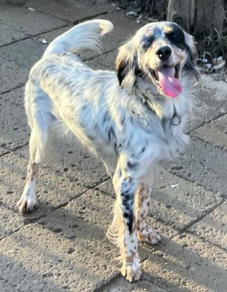 imma setter inglese tricolore, giovane e deliziosa | Foto 0