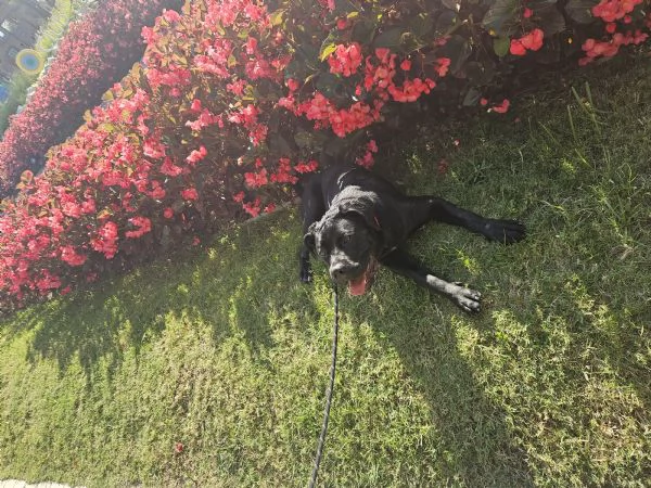 Cucciola cane corso con pedigree  | Foto 3