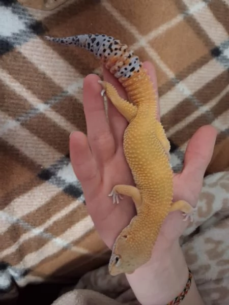 Geco leopardino Super Hypo Carrot Tail  | Foto 3