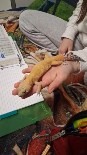 Geco leopardino Super Hypo Carrot Tail  | Foto 1