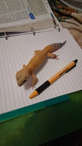 Geco leopardino Super Hypo Carrot Tail 