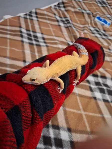 Geco leopardino Super Hypo Carrot Tail  | Foto 0