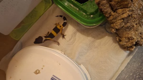 Baby geco leopardino  | Foto 1