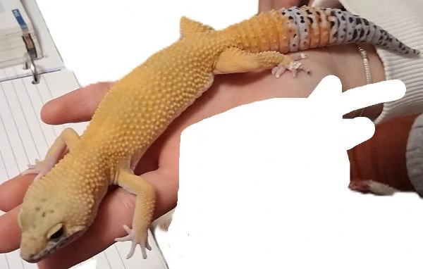 Baby geco leopardino  | Foto 0