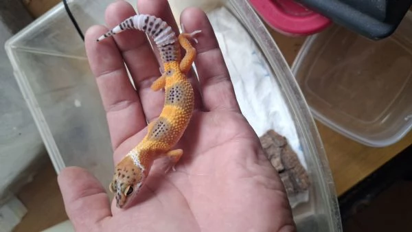 Geco leopardino baby  | Foto 2