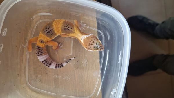 Geco leopardino baby 