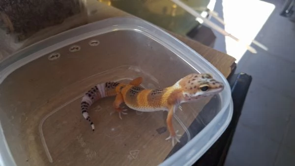 Geco leopardino baby  | Foto 0