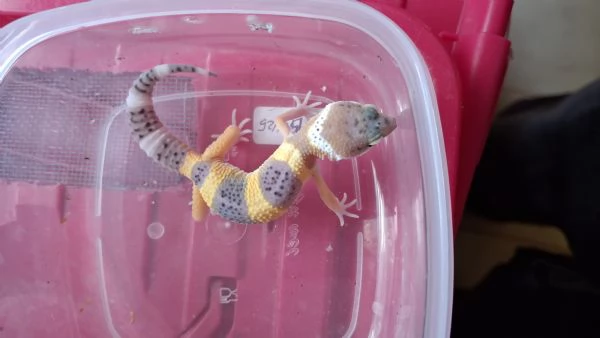 Baby geco leopardino 