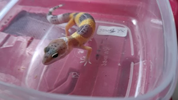 Baby geco leopardino  | Foto 1
