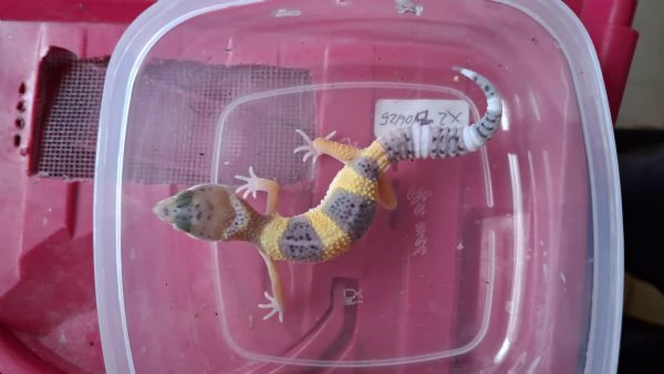 Baby geco leopardino  | Foto 0