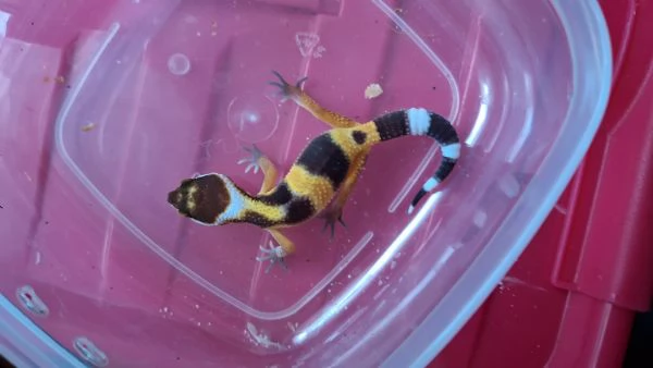 Baby geco leopardino 