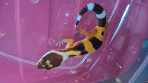Baby geco leopardino  | Foto 0