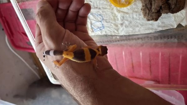 Baby geco leopardino  | Foto 0
