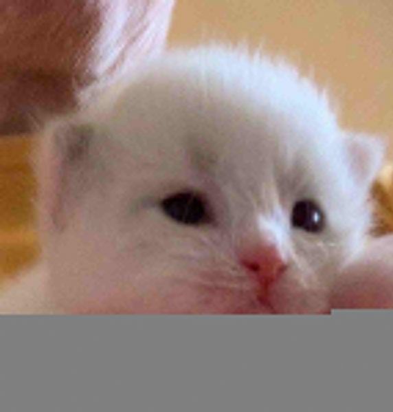 Vendita Cucciolo Siberiano Da Privato A Milano Gatto Siberiano 2303