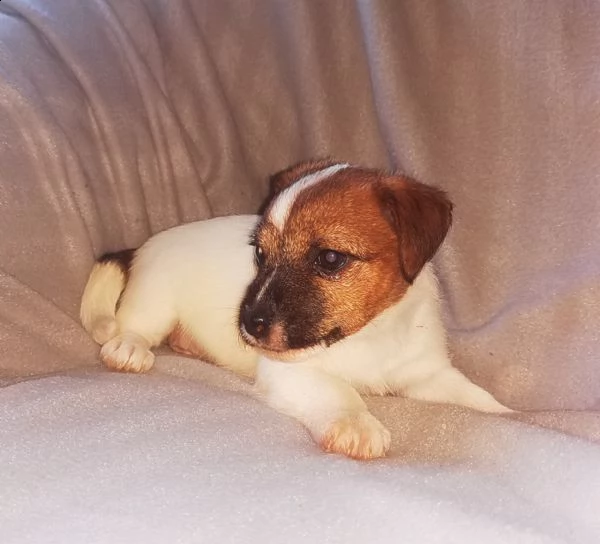 cucciolini jack russel terrier 