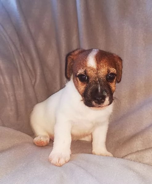 cucciolini jack russel terrier  | Foto 1
