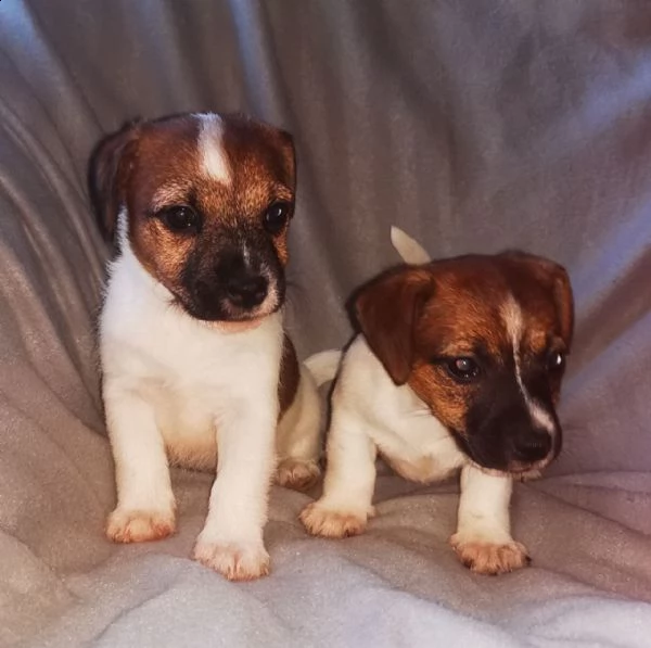 cucciolini jack russel terrier  | Foto 0
