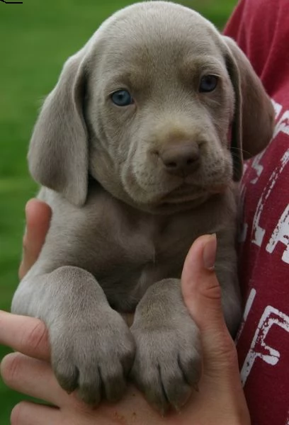Vendita Weimaraner Da Privato A Napoli Cuccioli Di Weimaraner Con Pedegre Enci E Garanzia