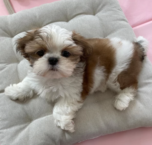 Vendo cuccioli shih tzu