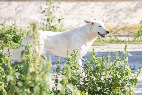 SUSI dolce e bella | Foto 0