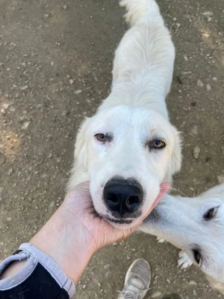 ADOTTA OSLO | Foto 3