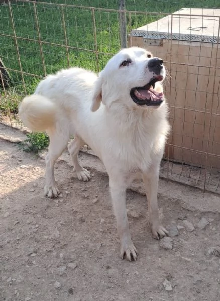 ADOTTA OSLO | Foto 2